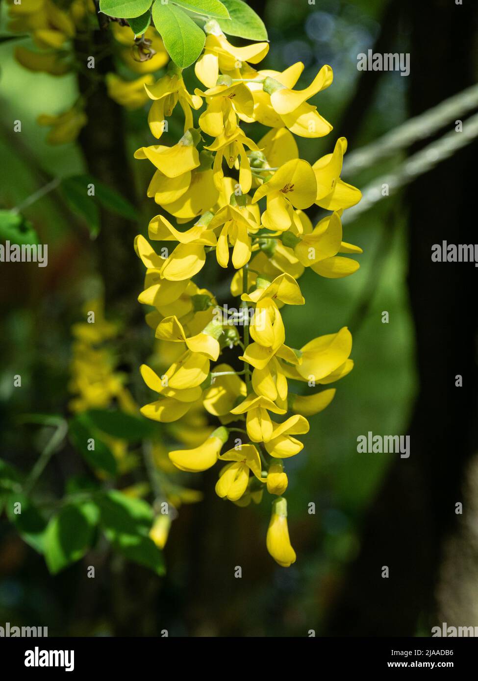 Eine Nahaufnahme der leuchtend gelben hängenden Blumen des beliebten, aber giftigen Laburnum- oder Golden-Regenbaums Stockfoto