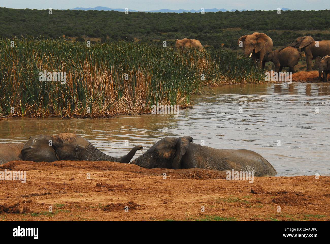 Wildtierszene an einem Wasserloch in der südafrikanischen Wildnis. Eine wundervolle Nahaufnahme einer Herde Elefanten, die schwimmen, spielen und baden. Stockfoto