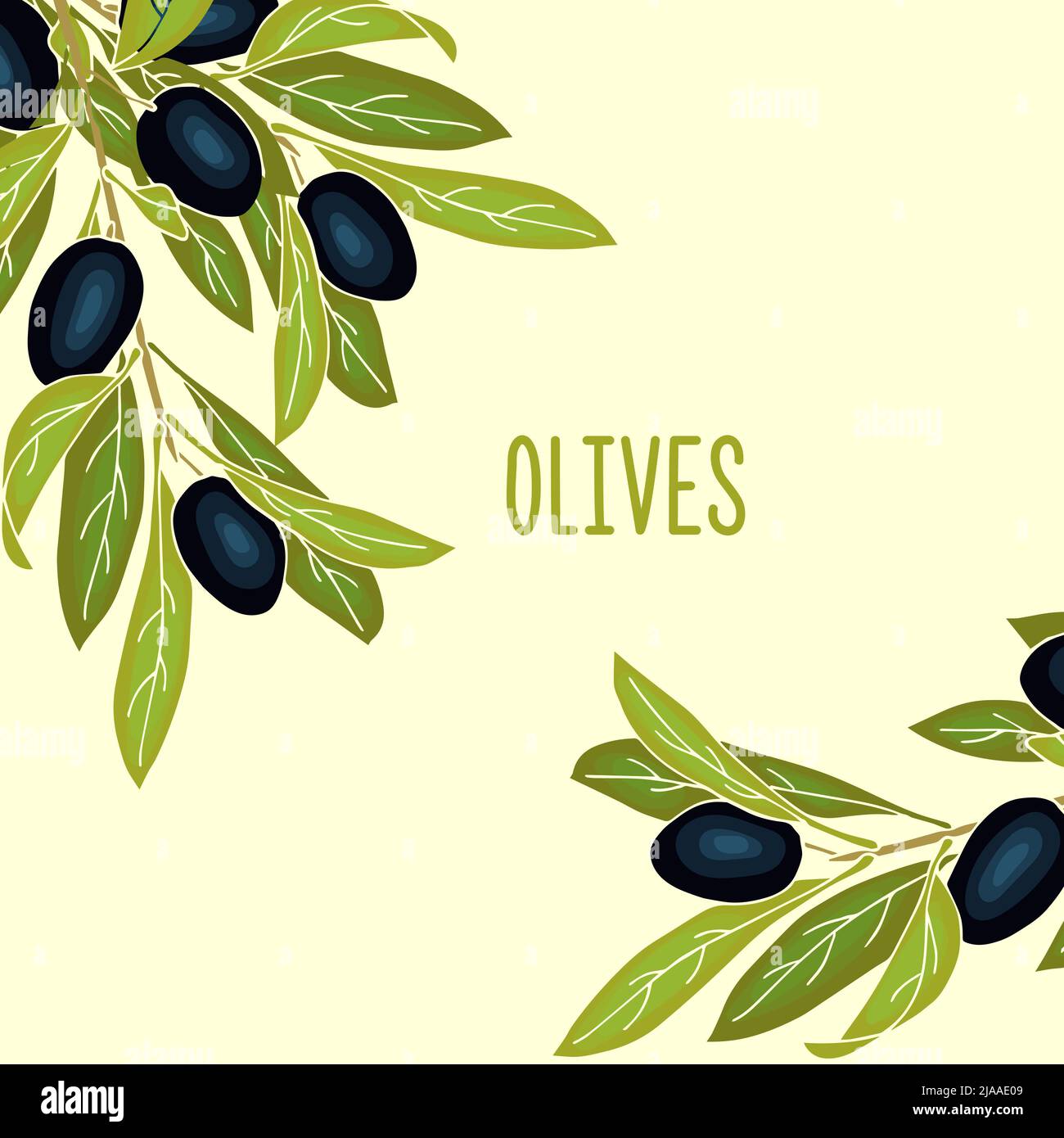 Oliven Banner Hintergrund mit reifen Olivenbeeren und Platz für Text. Layout oder Banner-Design für Olivenöl und Naturkosmetik, Gesundheitsprodukte. Vektorgrafik Stock Vektor