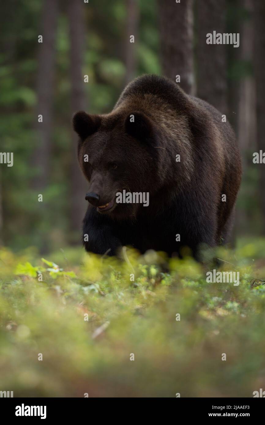Europäischer Braunbär / braunbaer ( Ursus arctos ), starker und kräftiger Erwachsener, der durch das Unterholz eines borealen Waldes geht, auf der Suche nach Nahrung, E Stockfoto