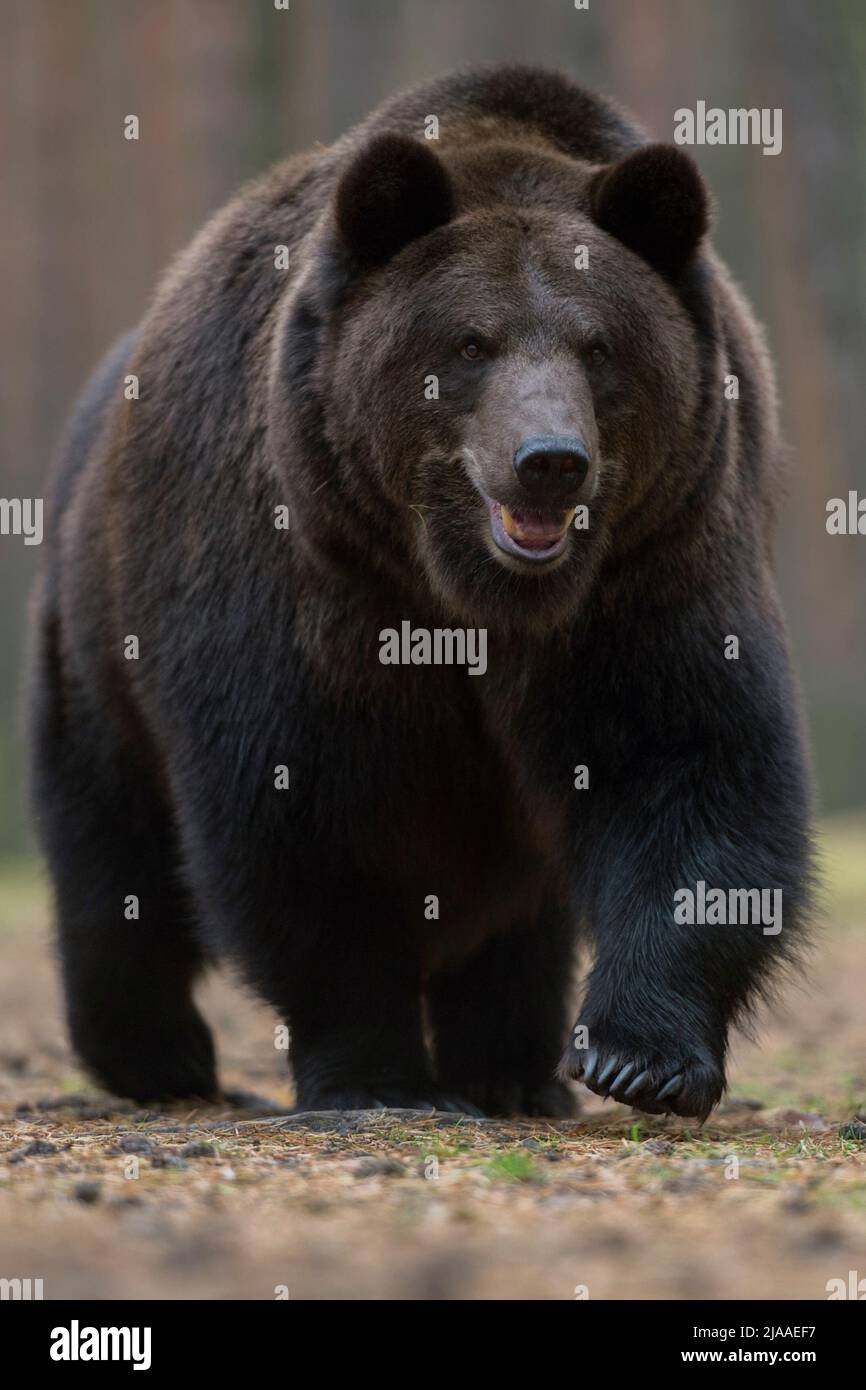 Brauner Bär/Braunbär (Ursus arctos), Wandern, beeindruckende, frontal geschossen, geringe Sicht, Wald, Europa. Stockfoto
