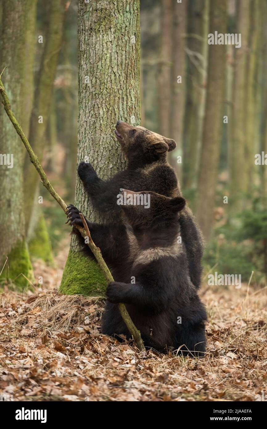 Braunbären / Braunbaeren ( Ursus arctos ), zwei Geschwister, jung, jugendlich, spielen zusammen in einem herbstlichen Laubwald, Ausbildungsfertigkeiten, Europa Stockfoto