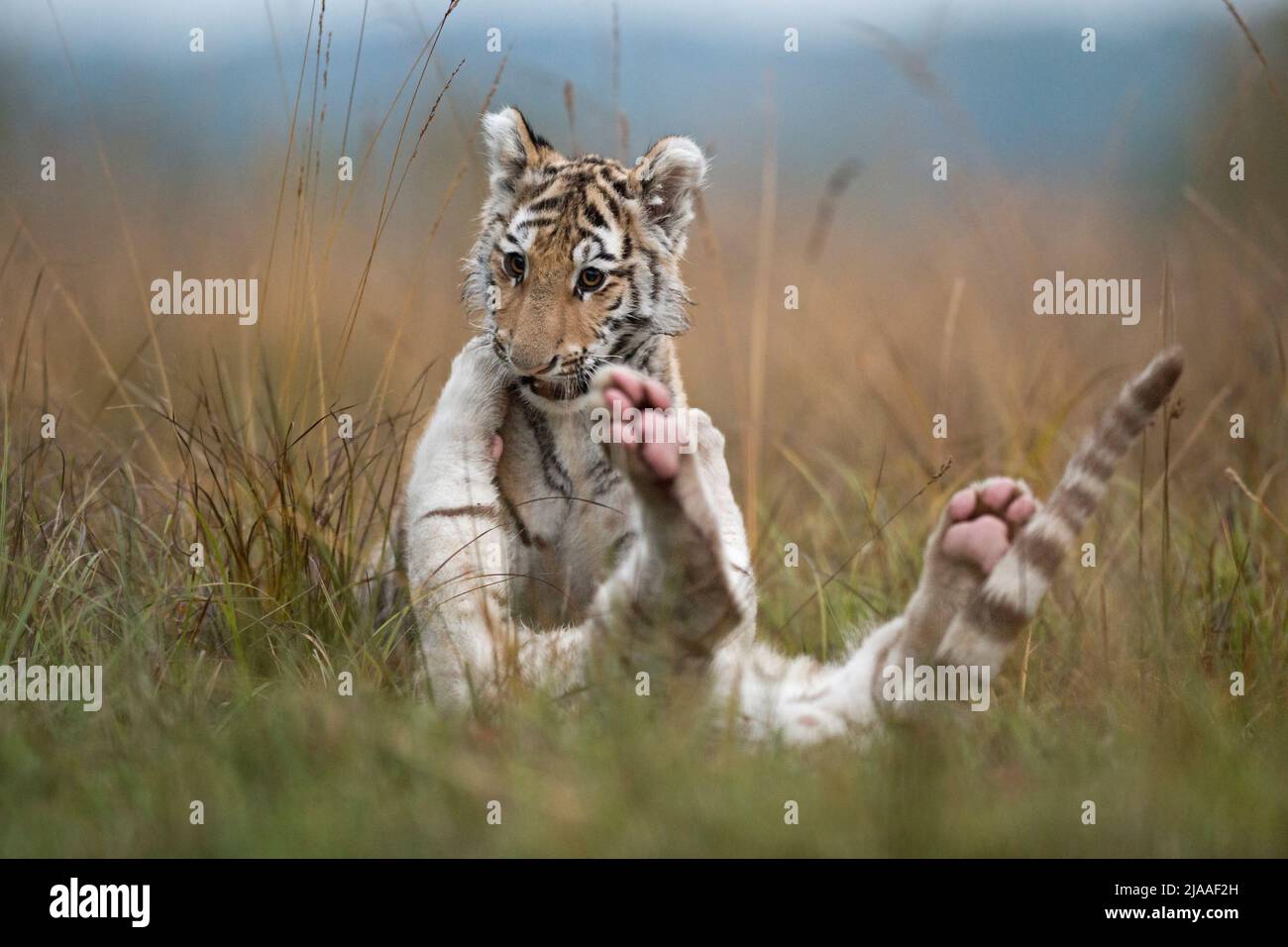 Royal Bengal Tigers / Koenigstiger ( Panthera tigris ), junge Geschwister, spielen, ringen, tobern im hohen Gras, typische natürliche Umgebung, lustig Stockfoto