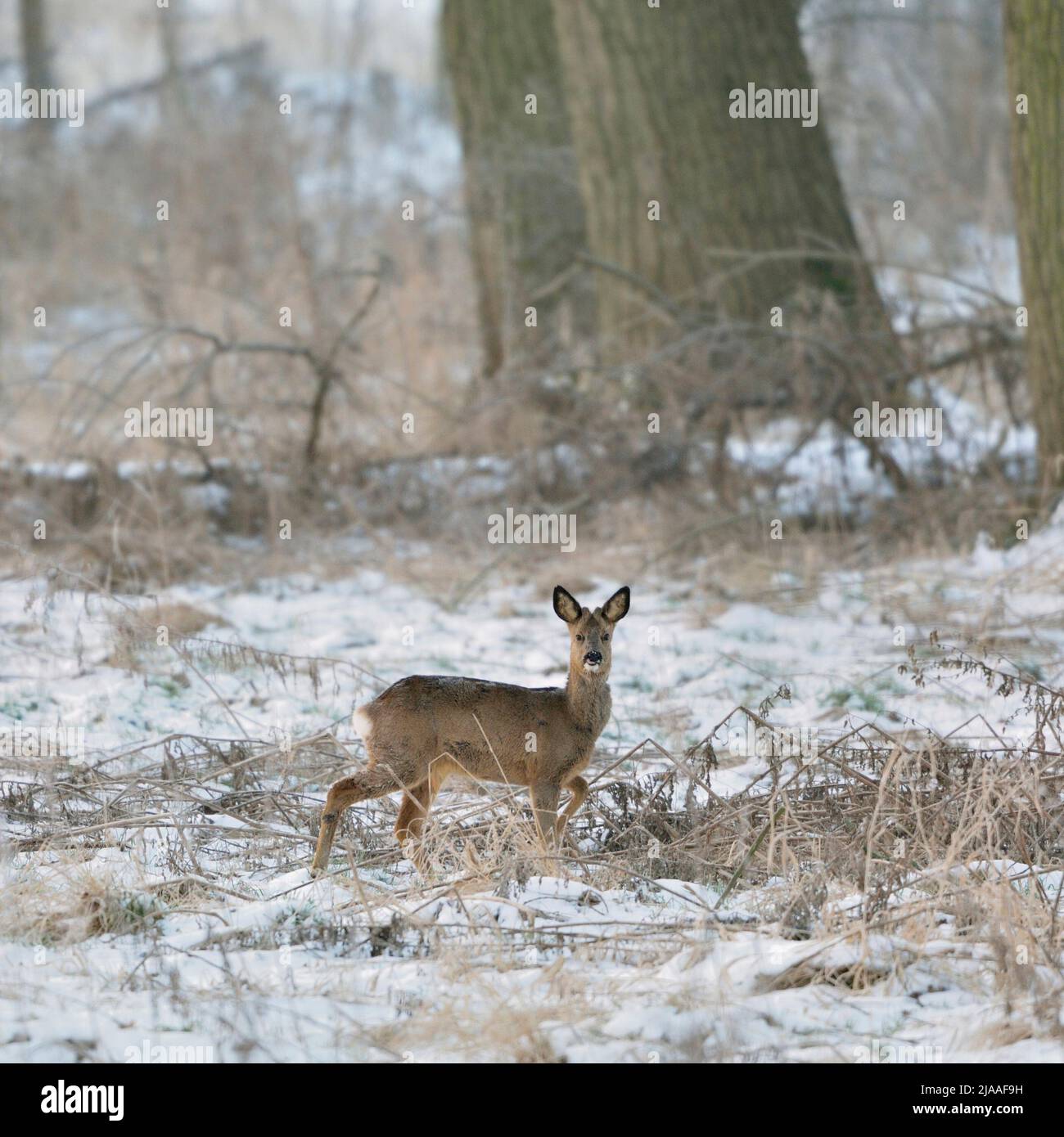 Rehe/Reh (Capreolus capreolus), männlich, Buck im Winter, in der typischen Umgebung, aufmerksam beobachten, Wildlife, Europa. Stockfoto