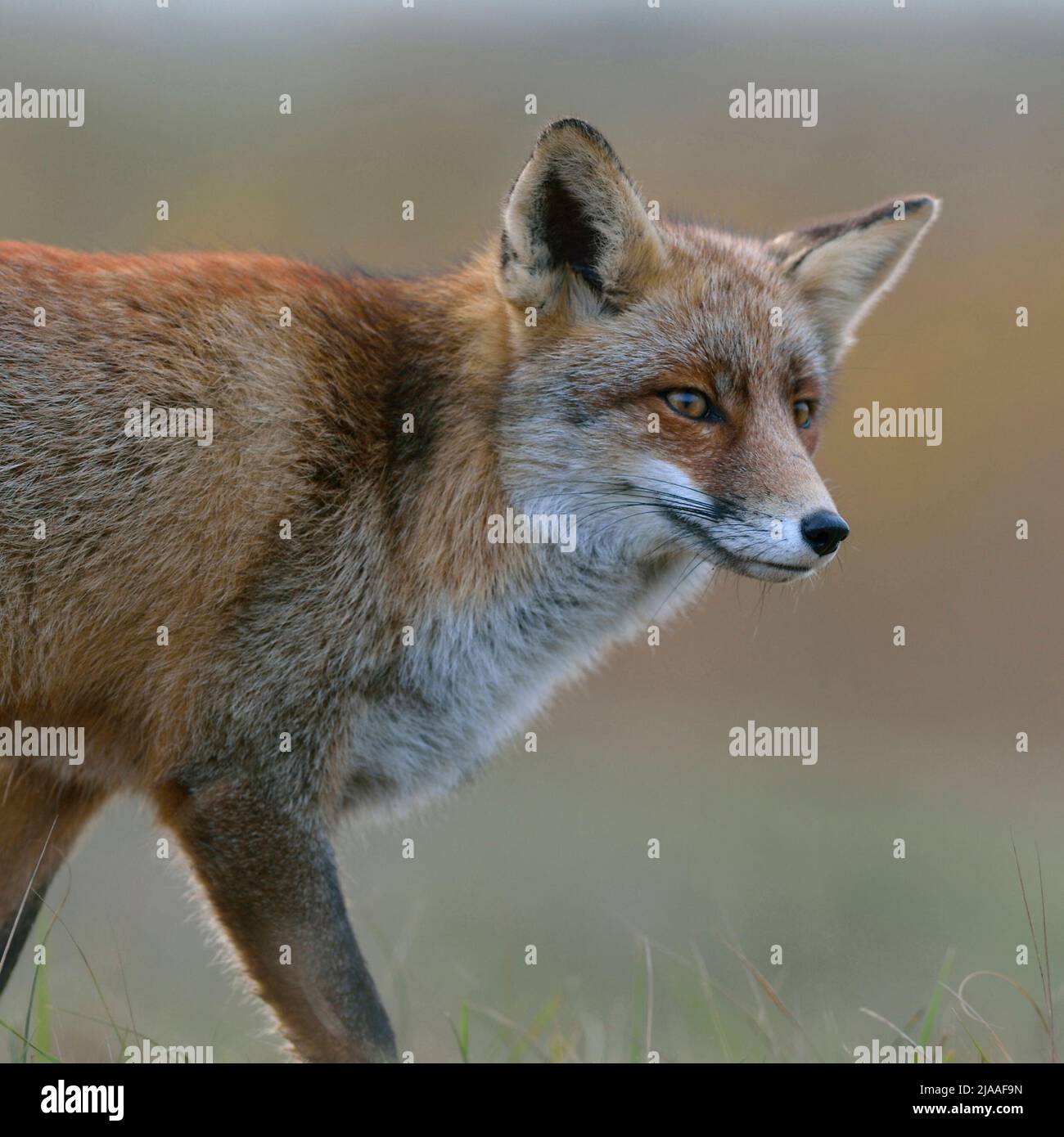 Red Fox/Rotfuchs (Vulpes vulpes) beobachtet neugierig, weiches Licht, Nahaufnahme, halb Körper, Wildlife, Europa. Stockfoto