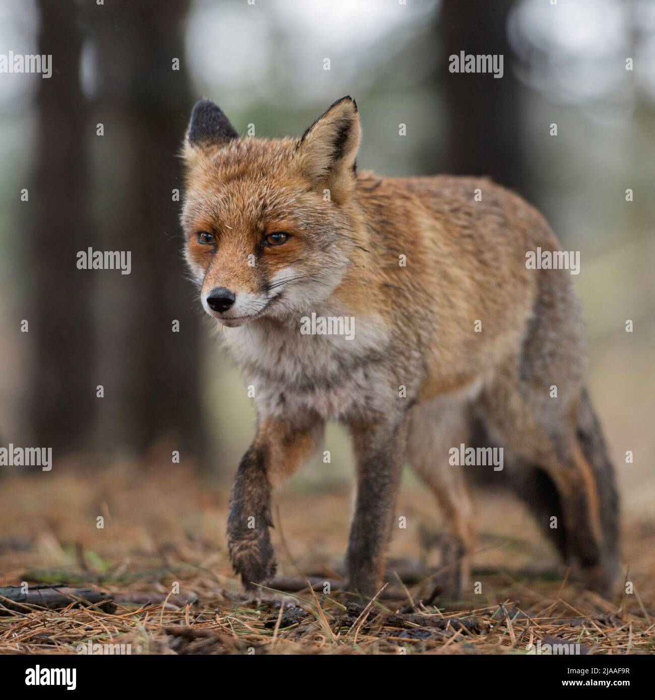 Rotfuchs / Rotfuchs (Vulpes vulpes) Erwachsene, Wandern durch Wald, Jagd, näher kommen, Frontalansicht, Wildtiere, Europa. Stockfoto