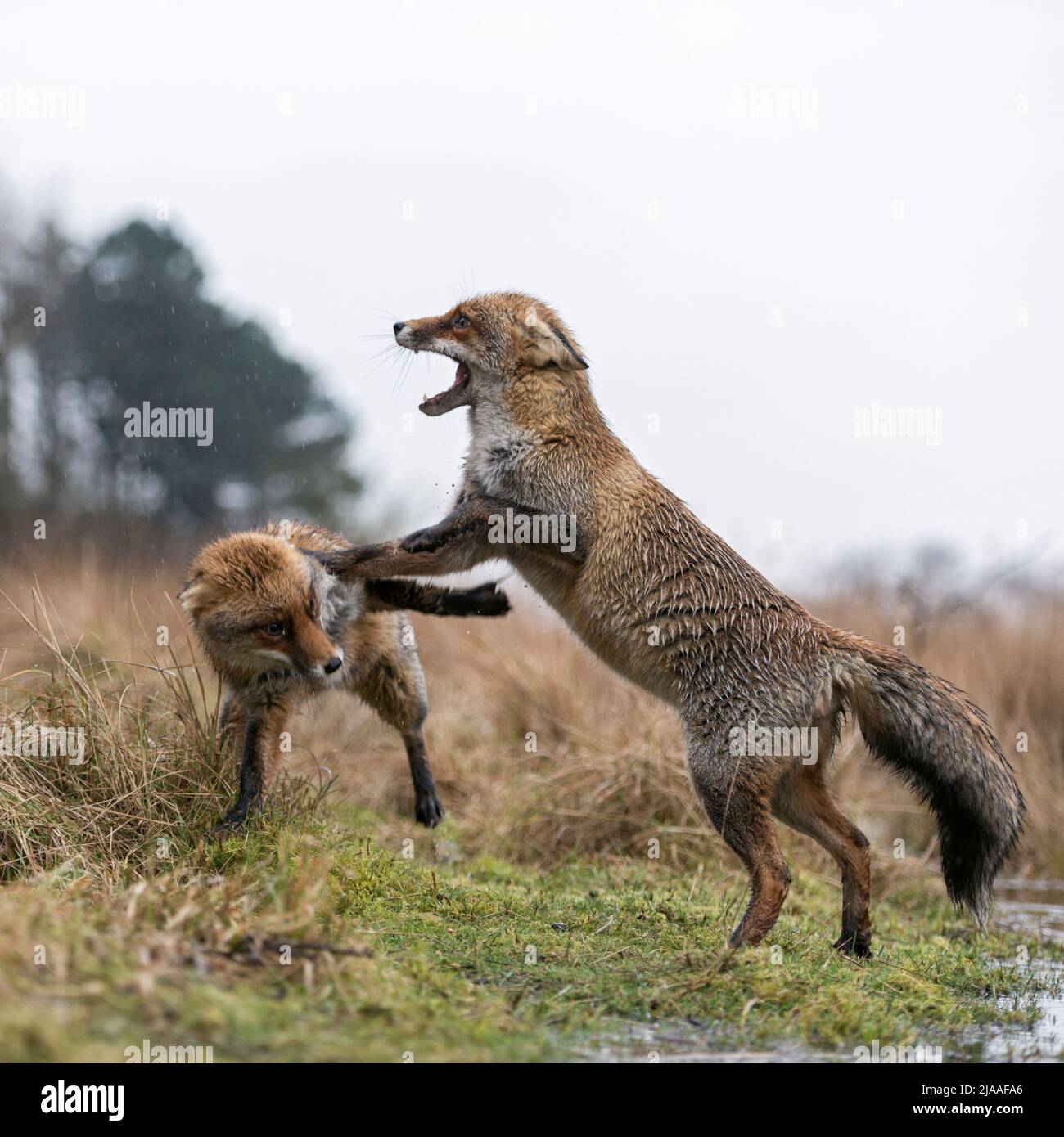Rote Füchse / Rotfuechse ( Vulpes vulpes ), zwei Erwachsene, kämpfen, bedrohen mit weit geöffneten Kiefern, greifen einander an, regnerischer Tag, Tierwelt, Europa. Stockfoto
