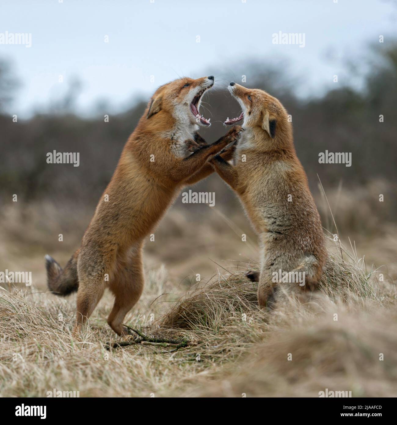 Red Fox/Rotfuchs (Vulpes vulpes), zwei Erwachsene, steht auf den Hinterbeinen, einander bedrohen, mit weit geöffnetem Rachen, territoriale behavoir während der Brunft, Stockfoto