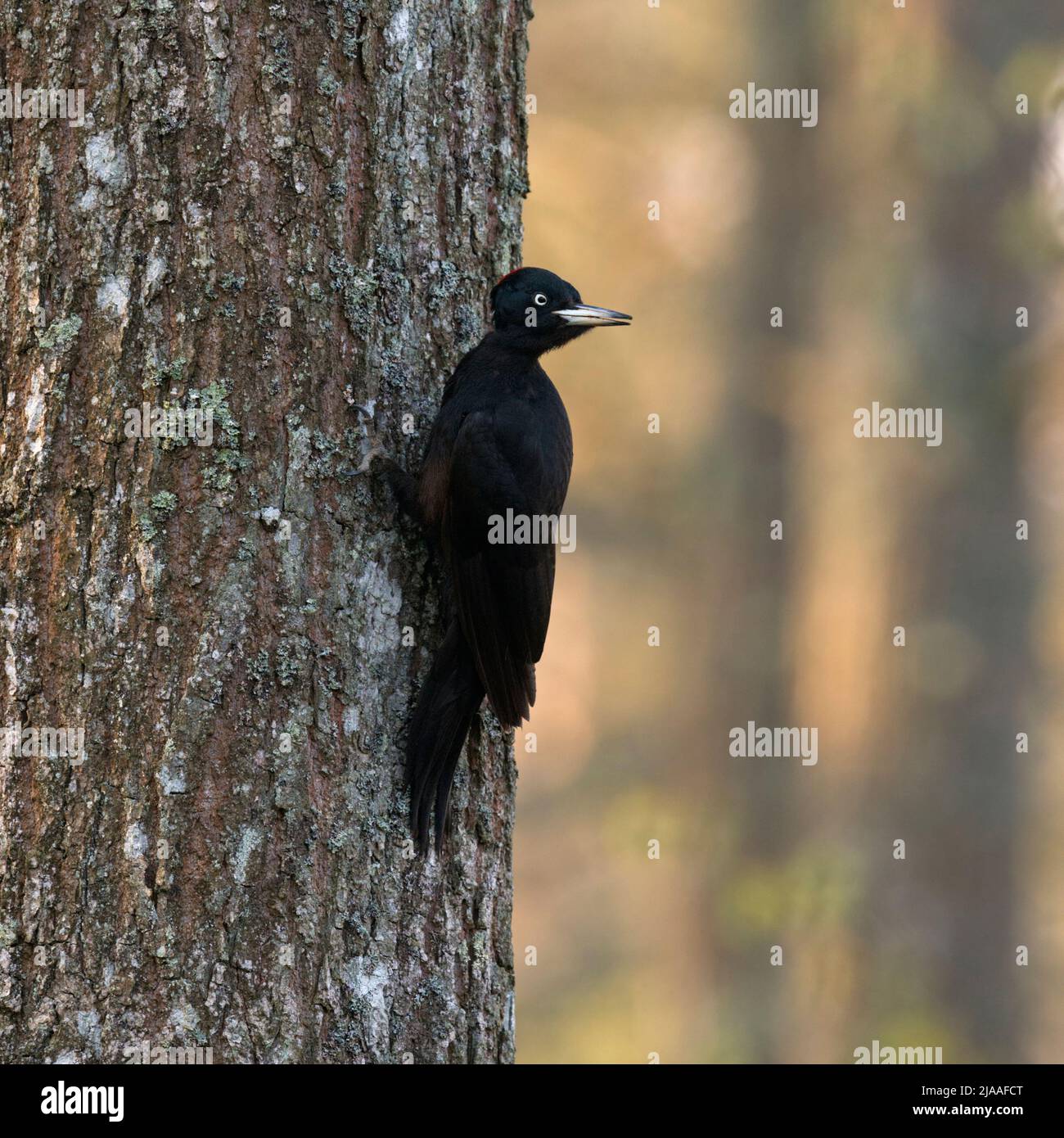 Schwarzspecht / Schwarzspecht (Dryocopus martius), erwachsene Frau, auf einem Baumstamm gehockt, drehen den Kopf und sah sich um, typische aufmerksam Po Stockfoto