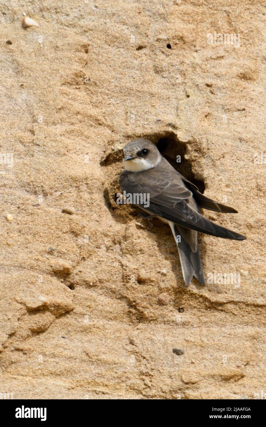 Sand Martin / Bank Swallow / Uferschwalbe ( Riparia riparia) sitzt an seinem Nistloch in einem Hang eines Sandgruben, Tierwelt, Europa. Stockfoto