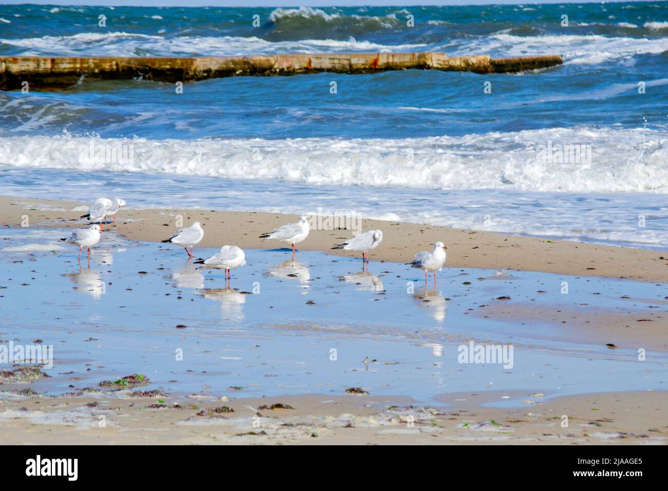 Viele weiße Möwen am Sandstrand der Küste an einem sonnigen Tag. Größere hohe Wellen Rollen auf dem Sand des Ufers. Wellen schlagen auf einem alten Betonbrecher. Starker Wind, stürmisches Wetter, Sturm Stockfoto