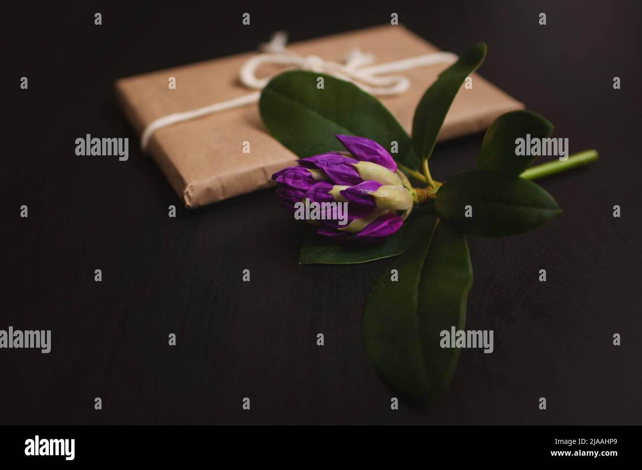 Violette Azaleen-Blume mit einem Geschenk in handgefertigten Verpackungen auf einem schwarzen Holzhintergrund. Stockfoto