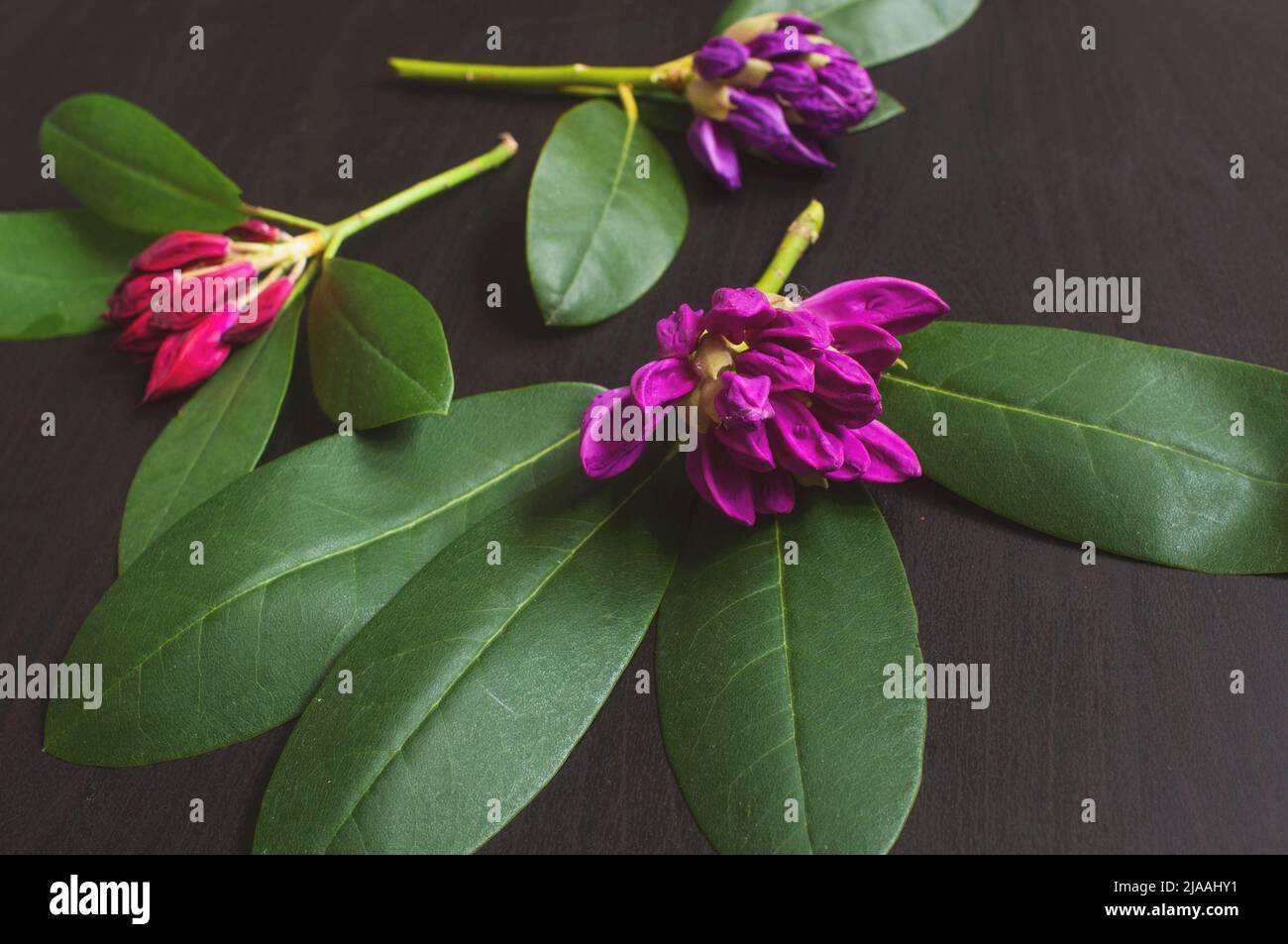 Rosafarbene Rhododendronblüten sind zufällig auf einem schwarzen Hintergrund aus Holz angeordnet. Anmutige Azaleen-Blüten auf dunklem Hintergrund. Stockfoto