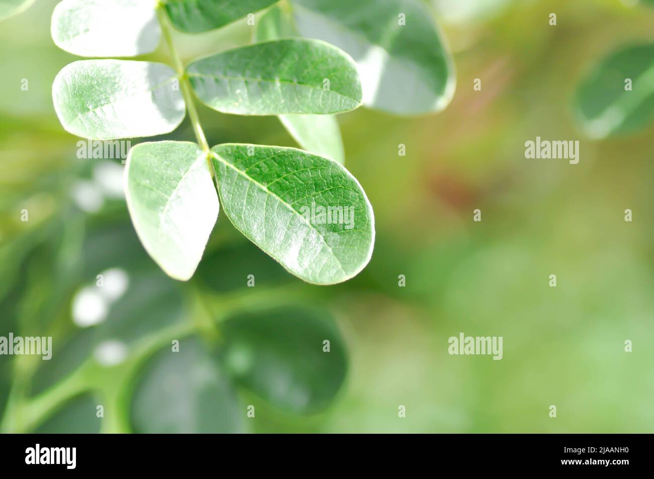 Regenbaum oder Samanea saman, LEGUMINOSAE MIMOSOIDEAE Pflanze  Stockfotografie - Alamy