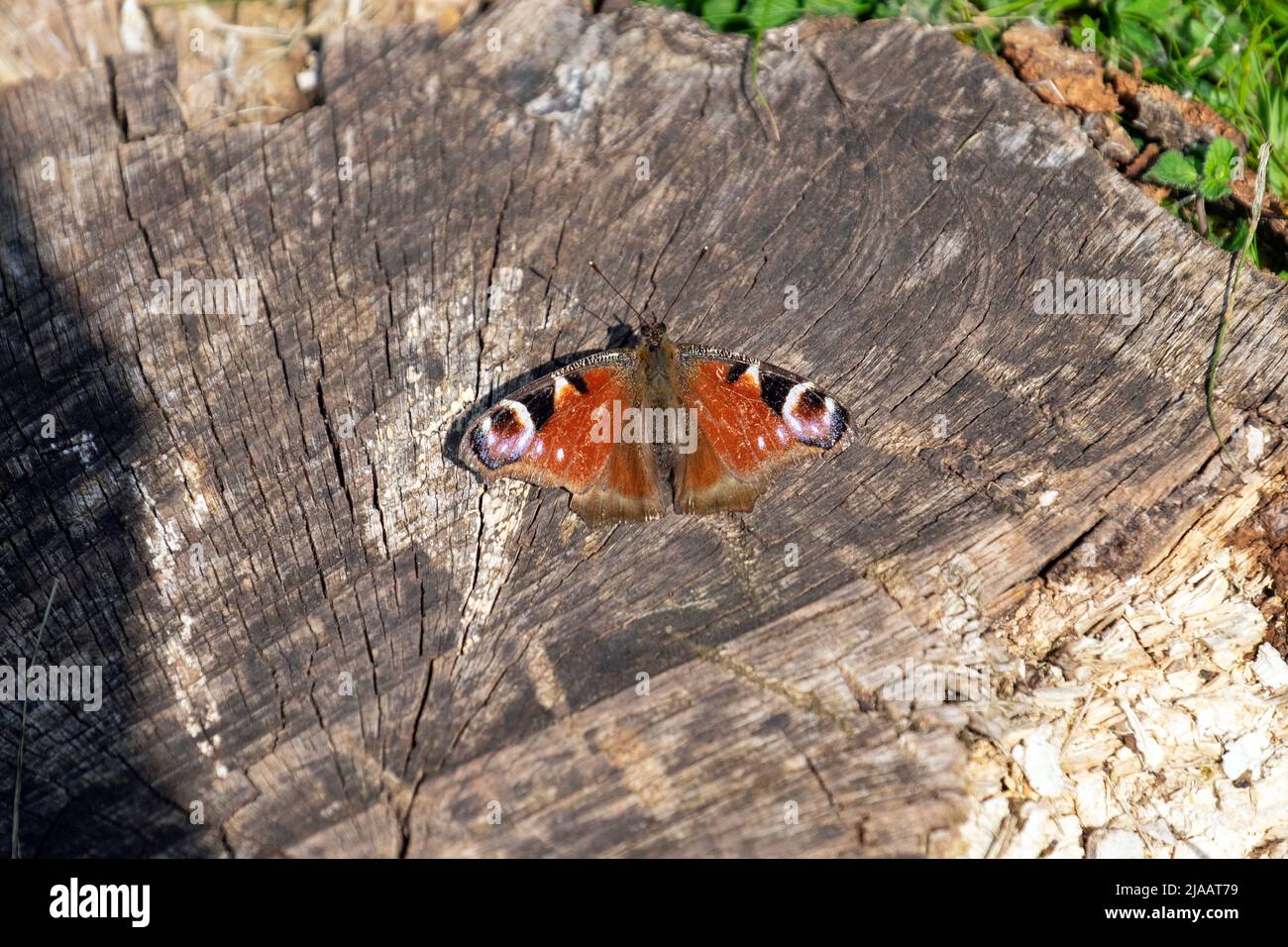 Tagpfauenauge im Ruhezustand Stockfoto