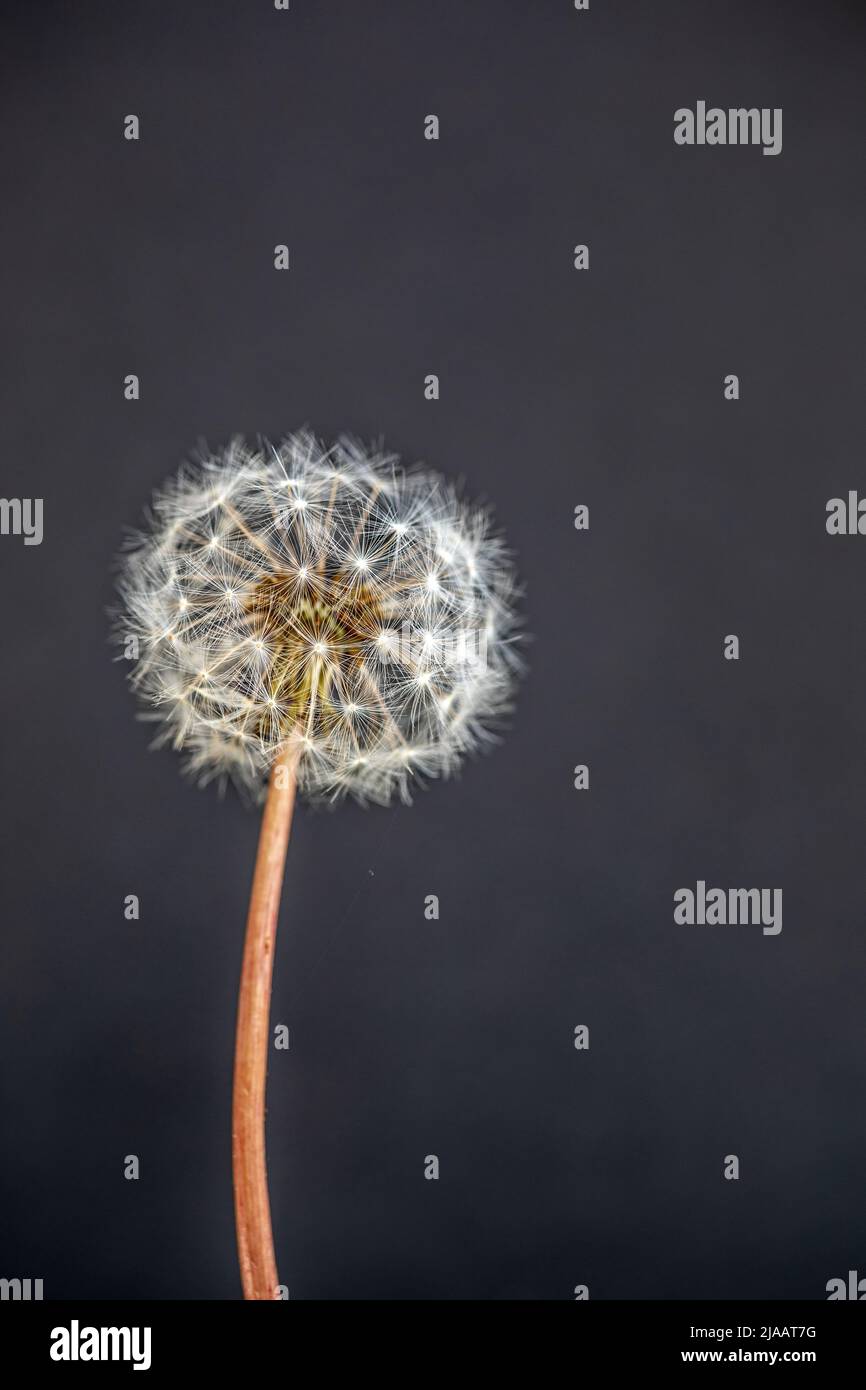 Löwenzahn-Samen-Leiter Stockfoto