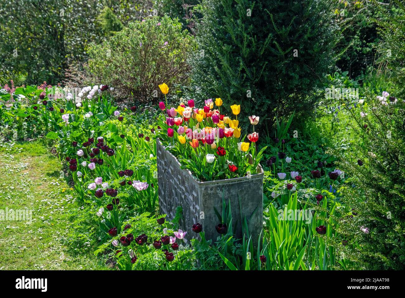 Tulpe-Grenze Stockfoto