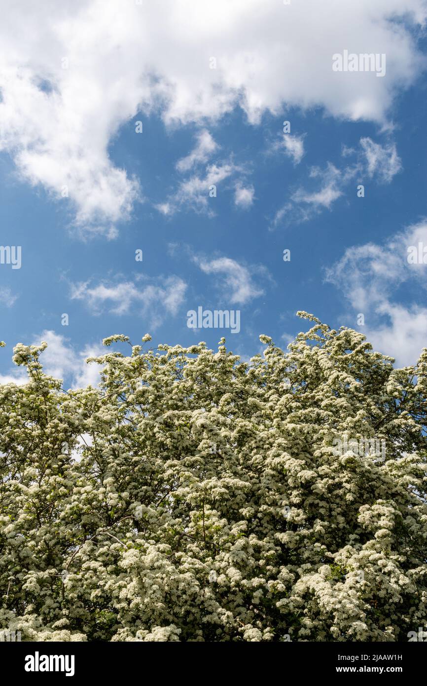 In der Hecke ist ein Weißdorn (Cretaegus Monogyna) mit weißen Blüten bedeckt, Cambridge, Großbritannien Stockfoto