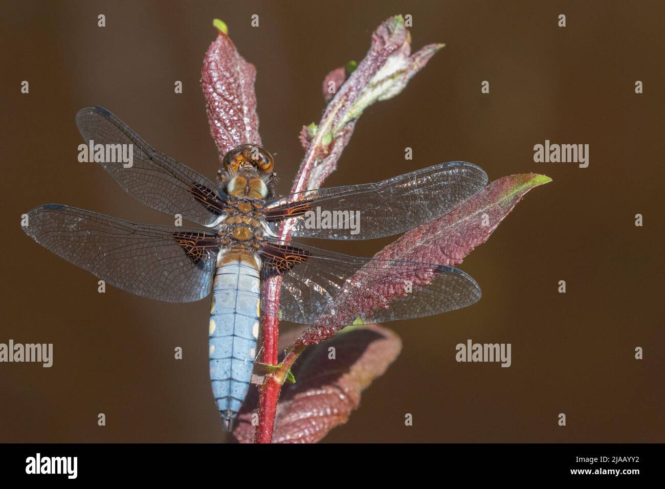 Männliche, breitkörperige Chaser-Libelle auf Southampton Common, Southampton, Großbritannien Stockfoto