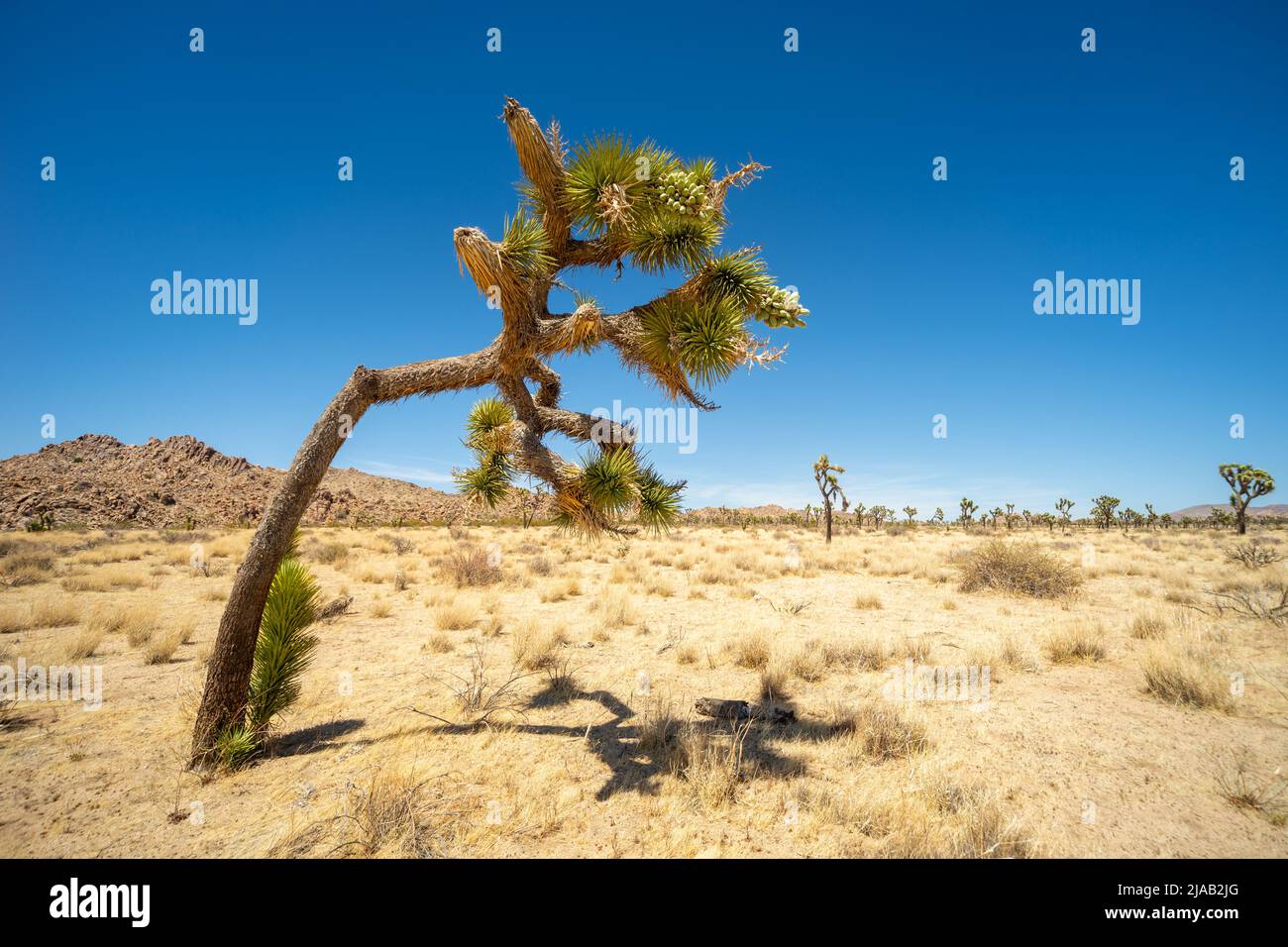 Angewinkelter Joshua Tree, sichtbar im Joshua Tree National Park, California CA, USA, an einem heißen, wolkenlosen Tag vor einem starken blauen Himmel Stockfoto