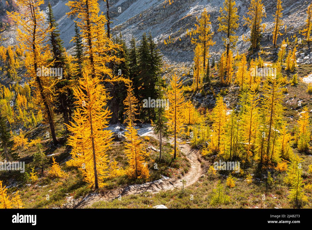 WA21615-00...WASHINGTON - Alpine Lärche in Herbstfarben entlang des Maple Pass Trail im Okanogan-Wenatchee National Forest. Stockfoto