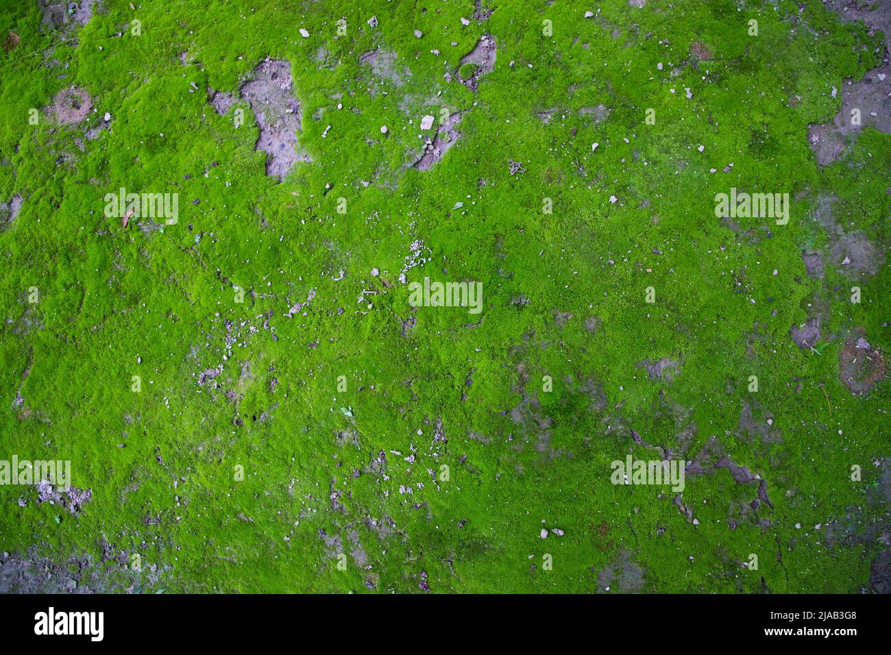 Moos auf dem Boden Textur abstrakter Hintergrund. Natürlicher Hintergrund. Grüne Moos Farbstruktur Stockfoto