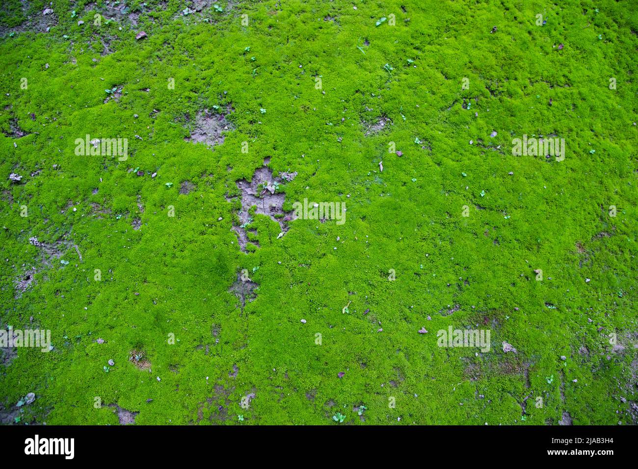 Moos auf dem Boden Textur abstrakter Hintergrund. Natürlicher Hintergrund. Grüne Moos Farbstruktur Stockfoto