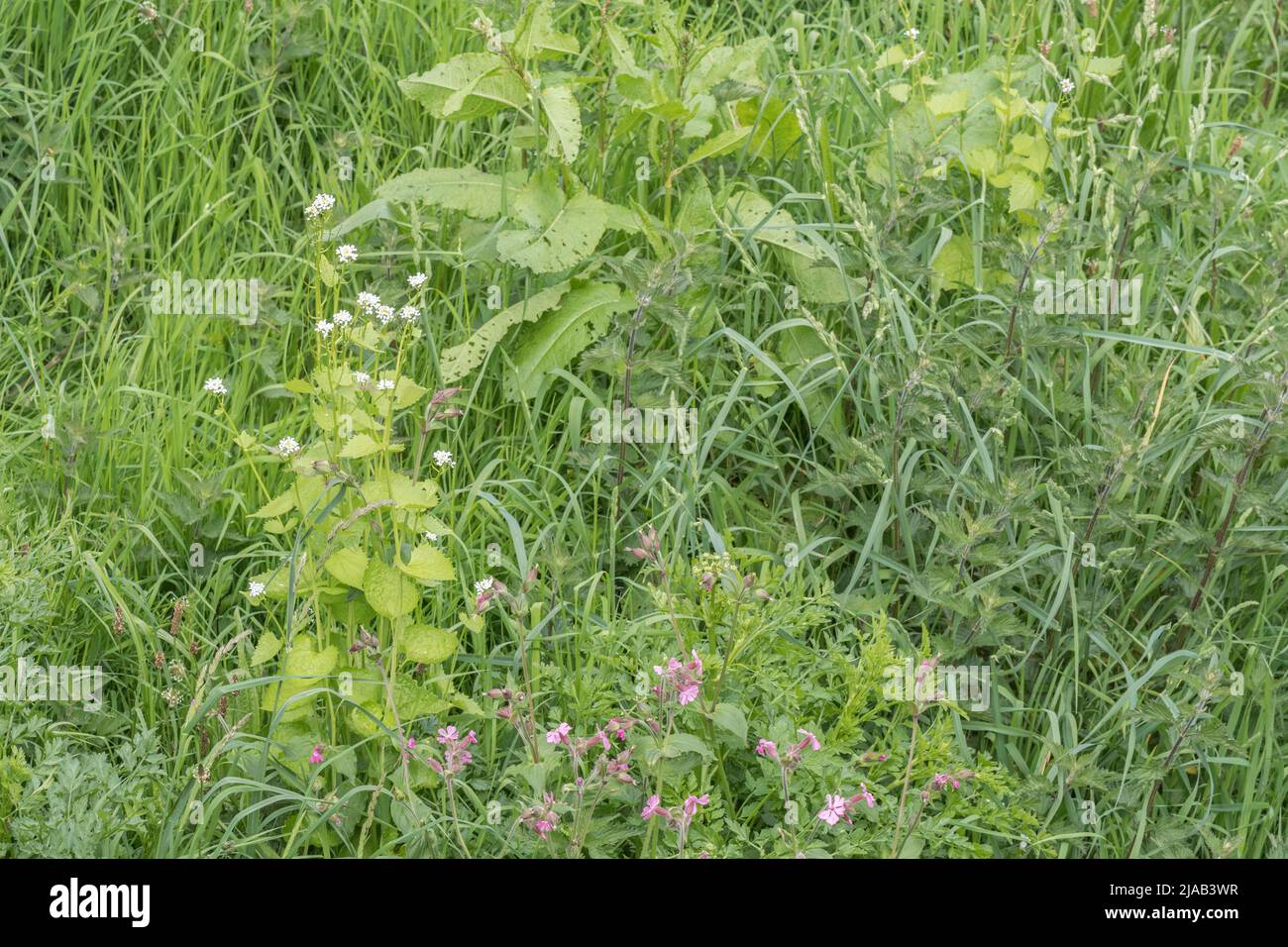 Blätter / Laub und weiße Blüten von Heckenbarsch / Jack-by-the-Hecke / Alliaria petiolata im Grasrand. H/G ist eine weit verbreitete essbare Wildpflanze. Stockfoto