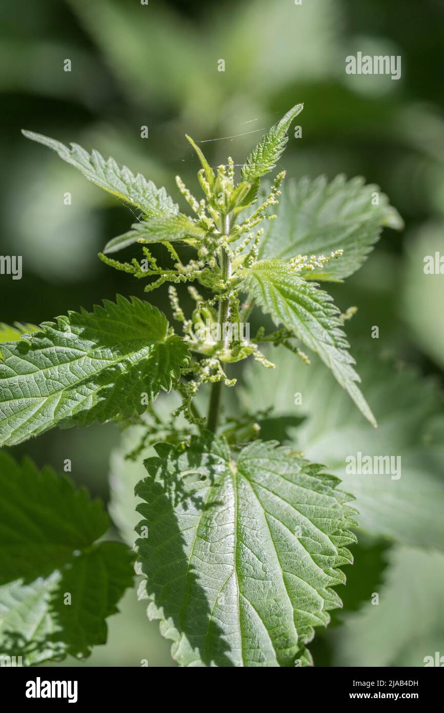 Sonnenbeschienene Brennnesselblätter von Urtica dioica / Gemeine Brennnessel bei morgendlicher Sonneneinstrahlung in der Heckenschurke in Großbritannien. Für schmerzhafte, gezütete Wildnahrungsmittel, Heilpflanzen. Stockfoto