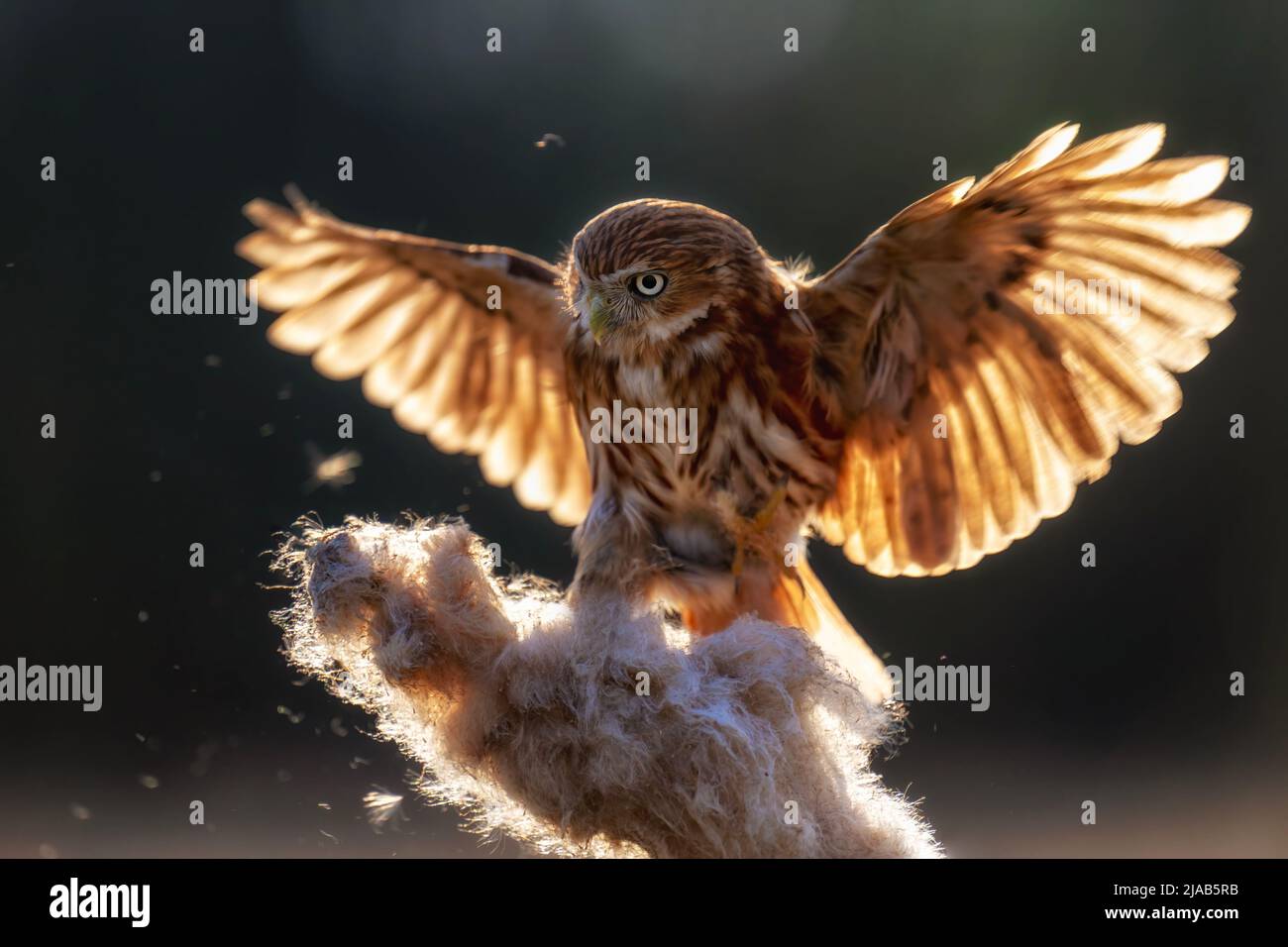 Die kleine Trappe sitzt auf einem Ast. Stockfoto