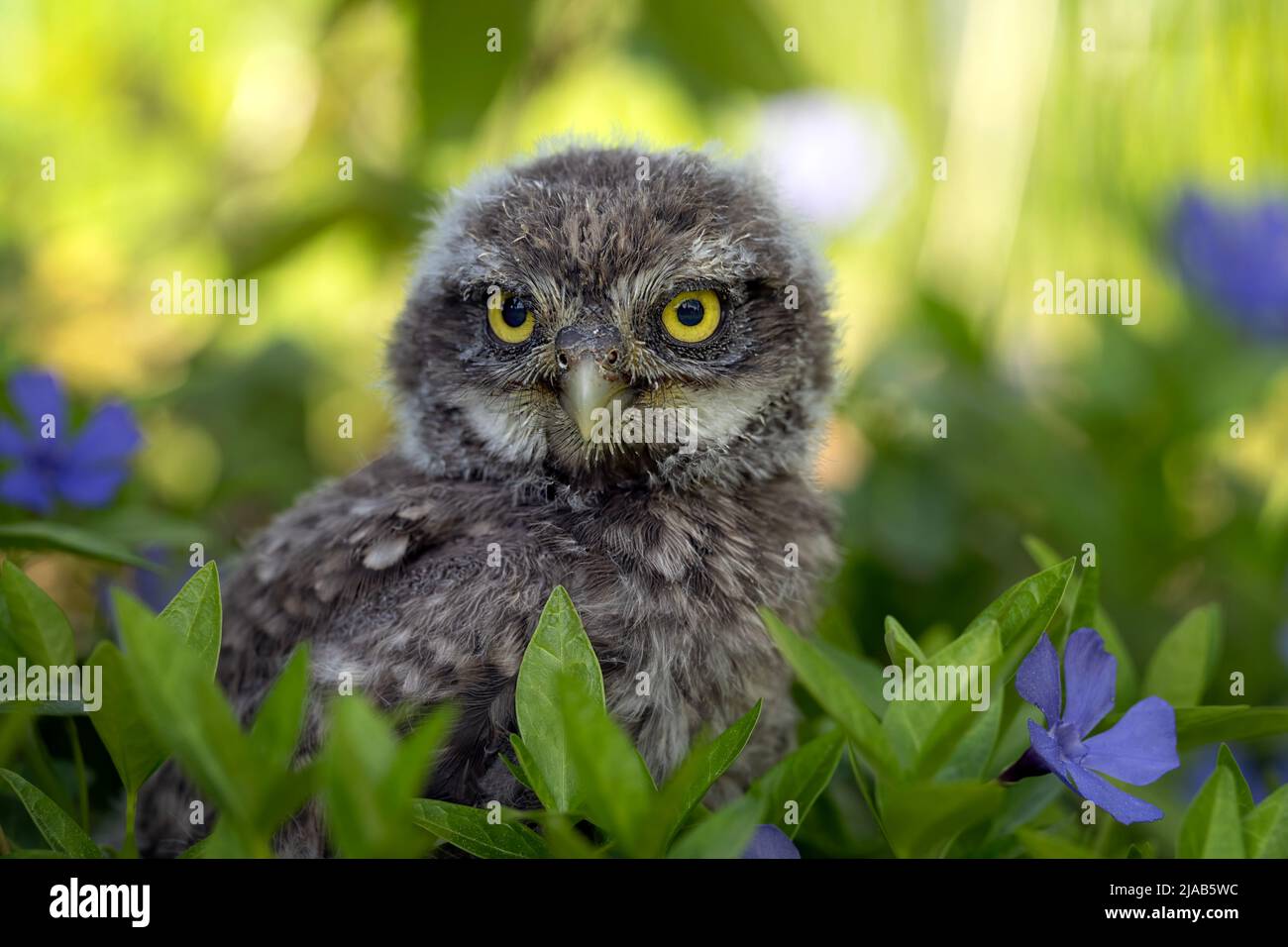Kleine Eule sitzt auf einem Ast im Wald und beobachtet die Umgebung. Stockfoto