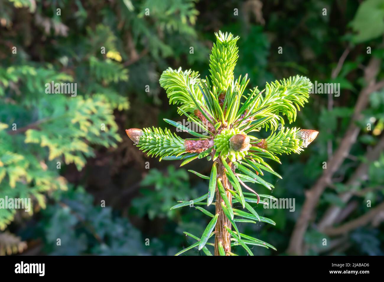 Neue Jungtriebe an der Spitze einer Nordmann-Tanne (Abies nordmanniana) Stockfoto