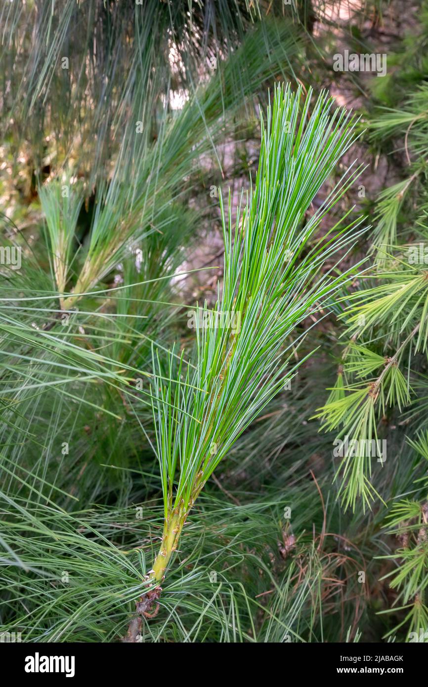 Neuer Shoot mit langen Nadeln aus Himalaya-Kiefer, auch bekannt als Pinus wallichiana Stockfoto