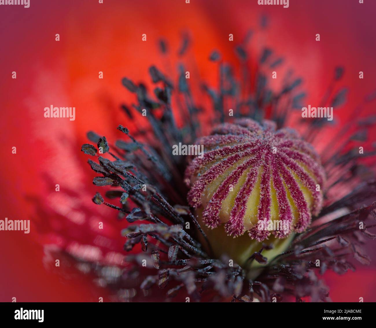 Makrofotografie einer roten Blume im Sommer Stockfoto