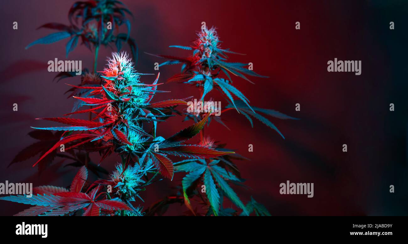 Hintergrund zu Cannabis. Marihuana-Pflanzen bei farbigem rotem Licht auf dunklem Hintergrund. Langes Cannabis-Banner mit blühenden weiblichen Pflanzen. Schöne Medizin Stockfoto