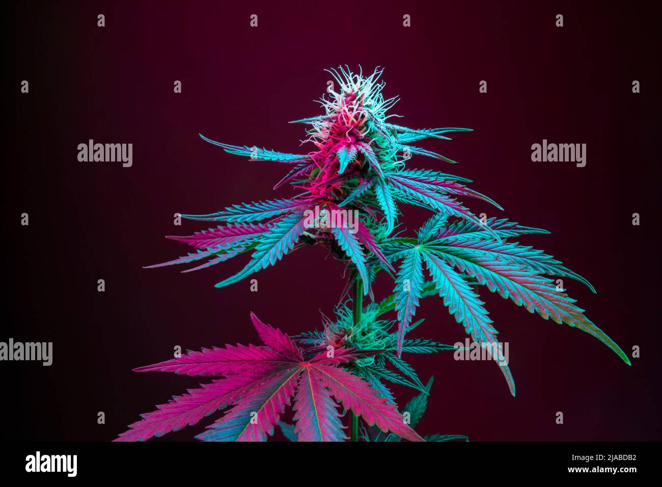 Lila Cannabispflanze mit großen Blättern und blühenden Knospen. Medizinische Marihuanapflanze auf dunklem Hintergrund. Die ästhetische Art nach dem landwirtschaftlichen Stamm Marijuan Stockfoto