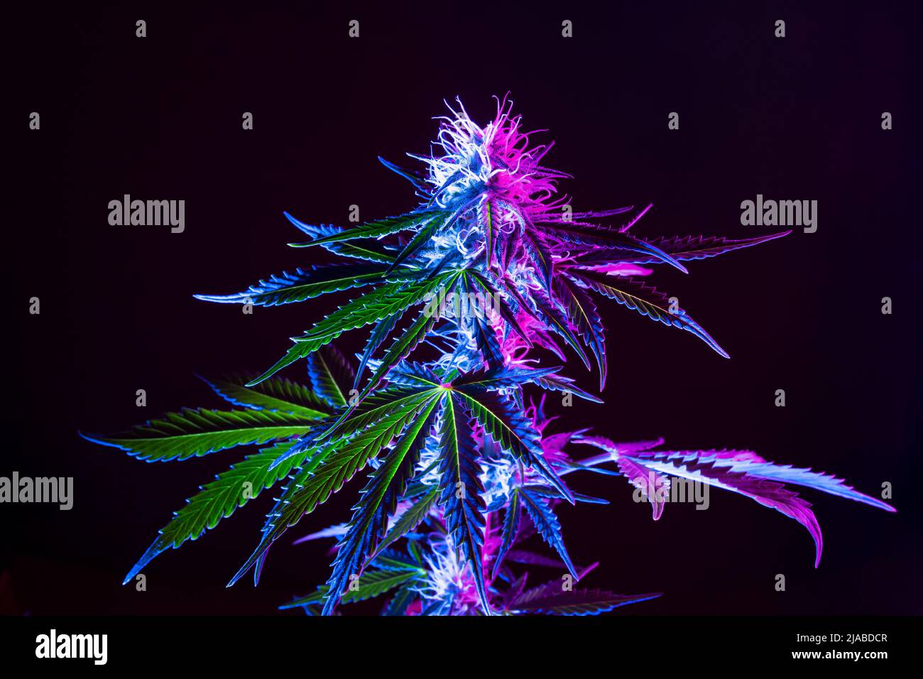 Lila Cannabispflanze Hintergrund. Medizinische Marihuana Blume in Neonlicht auf schwarzem Hintergrund. Modernes Aussehen von Marihuana Hanf in der Landwirtschaft. Stockfoto