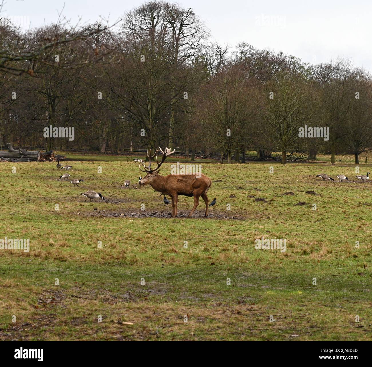 Hirsch oh Hirsch Stockfoto
