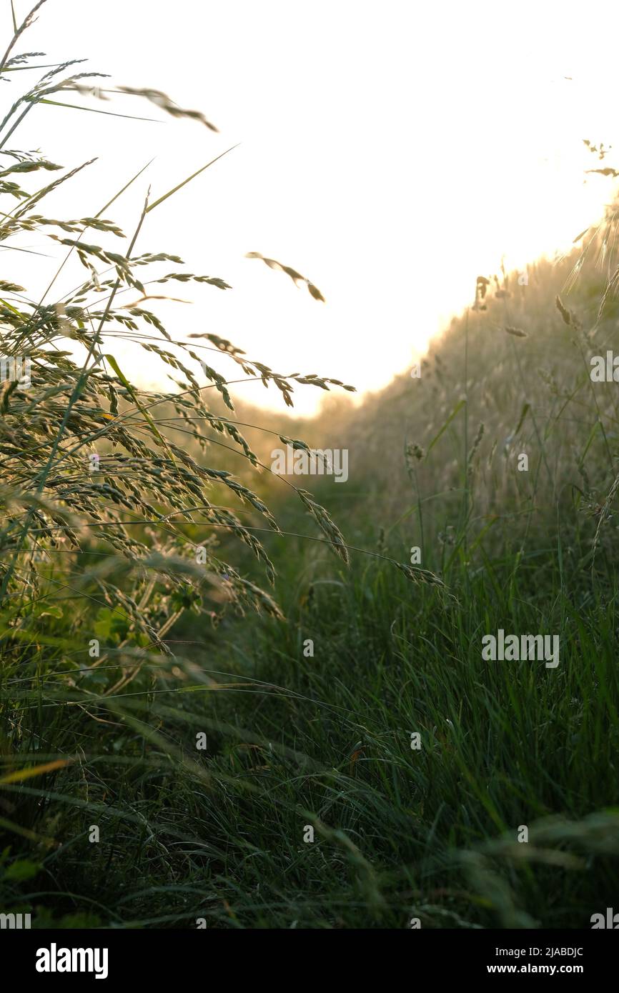 Grüner Grashalm im goldenen Sonnenlicht in Deutschland. Stockfoto