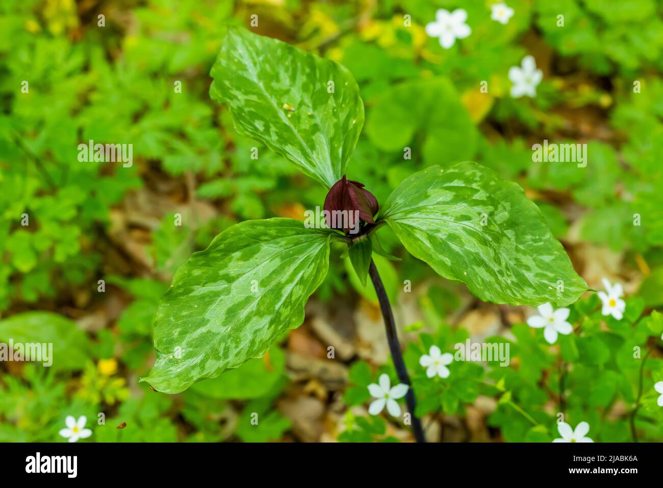 Die Blüte von Trillium, Trillium recurvatum, blüht im Trillium Ravine Preserve, einem Naturschutzgebiet der Michigan Nature Association, USA Stockfoto