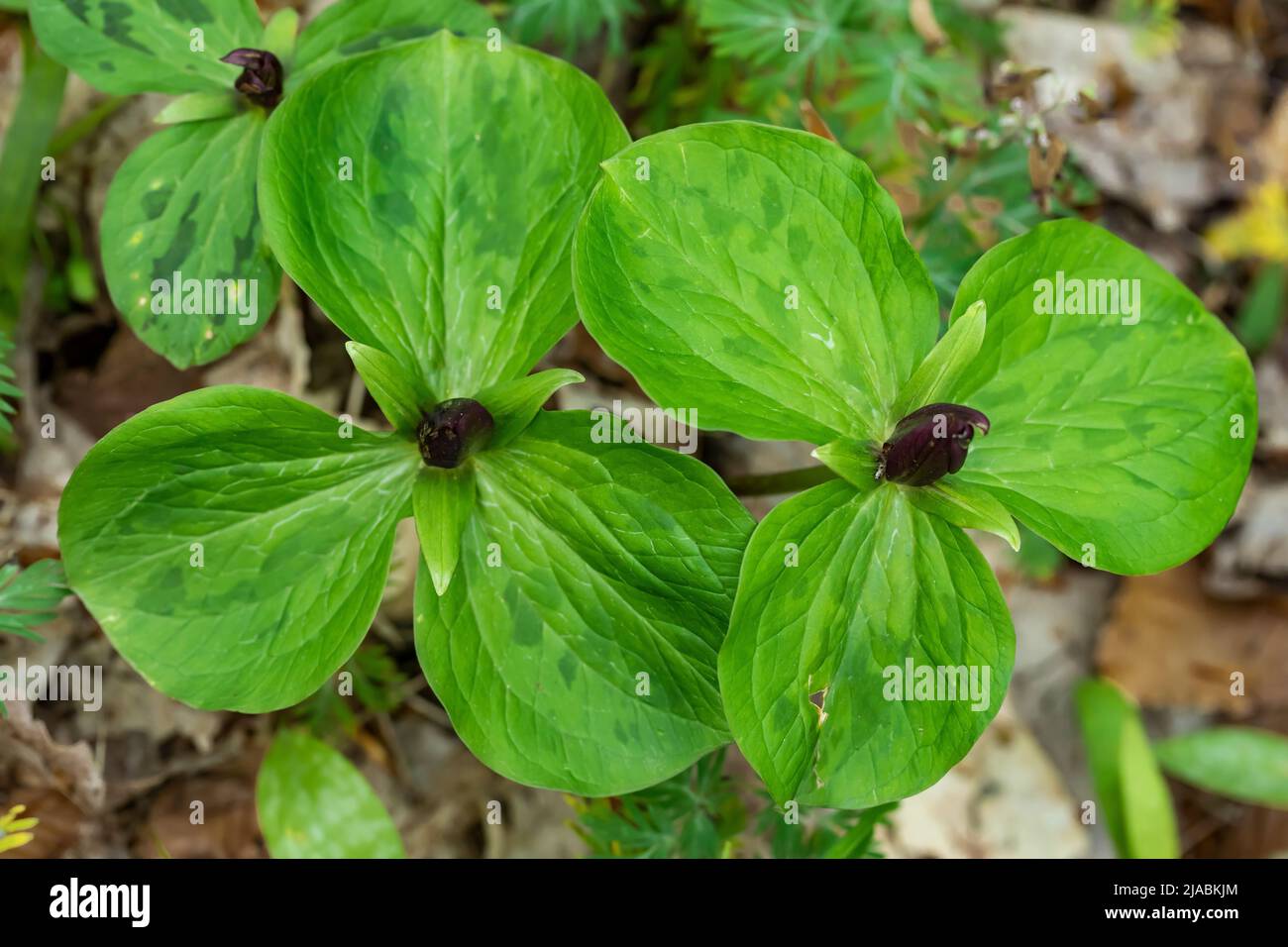 Toadshade, Trillium sessile, blühend im Trillium Ravine Preserve, einem Naturschutzgebiet der Michigan Nature Association, USA Stockfoto