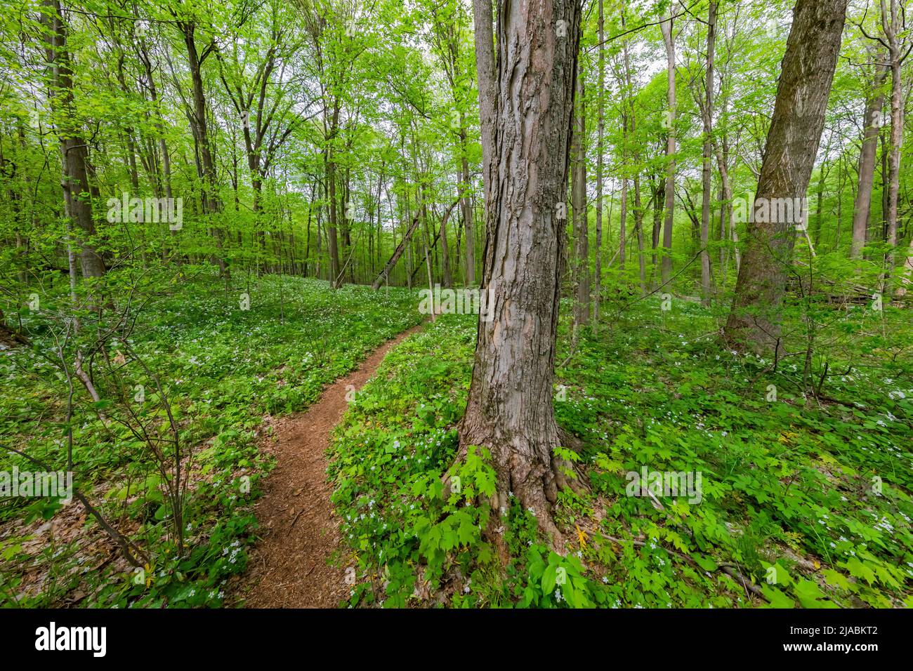 Sie wandern durch Trillium Ravine Preserve, ein Naturschutzgebiet der Michigan Nature Association, USA Stockfoto