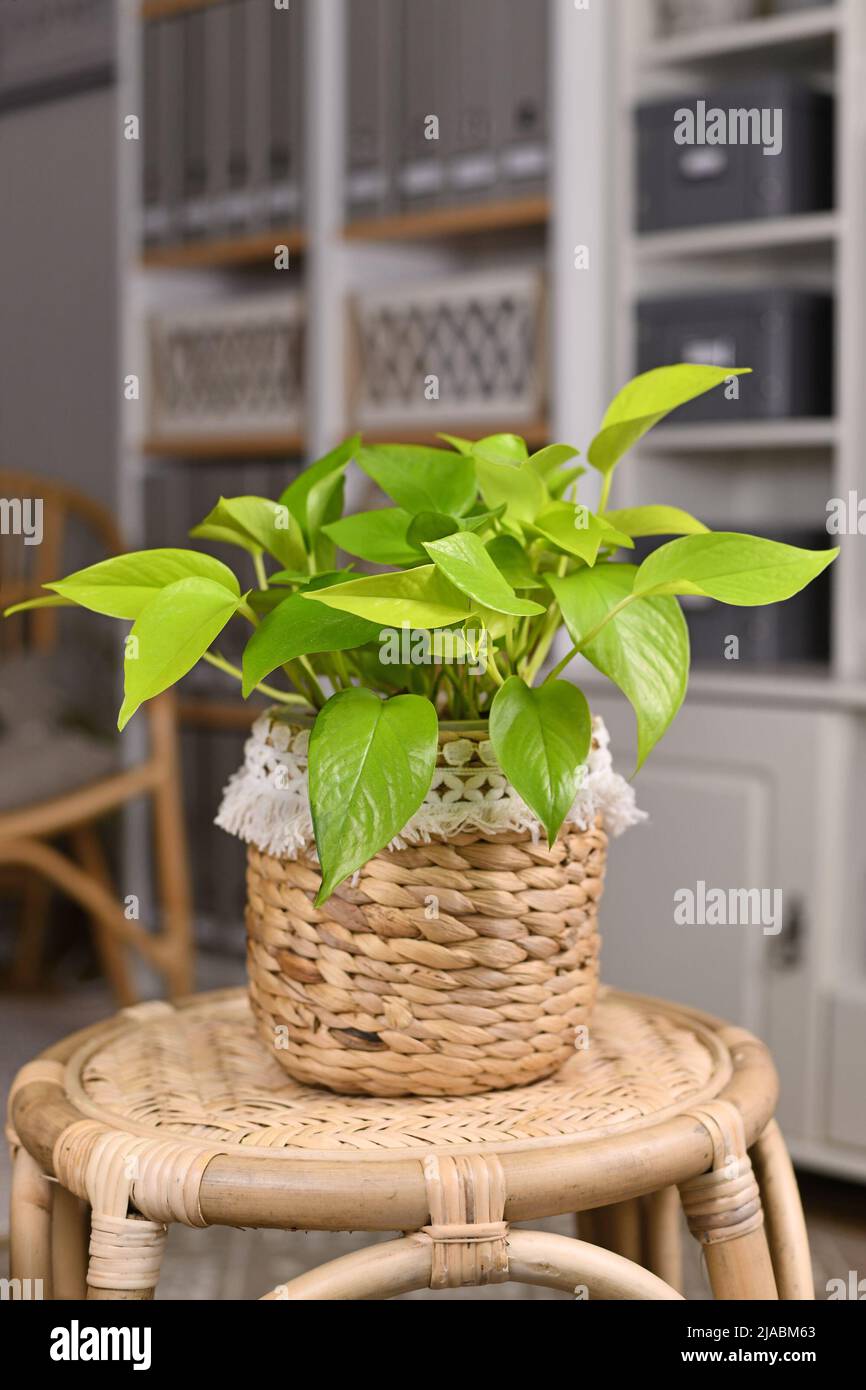 Neongrün 'Epipremnum Aureum Lemon Lime' Zimmerpflanze in Korb Blumentopf auf Tisch im Wohnzimmer Stockfoto