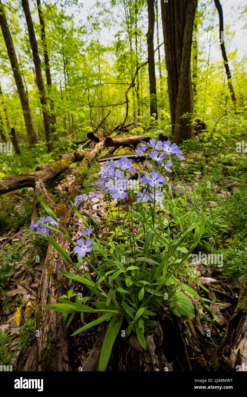 Wild Blue Phlox, Phlox divaricata, blüht in Trillium Ravine Preserve, einem Naturschutzgebiet der Michigan Nature Association, USA Stockfoto