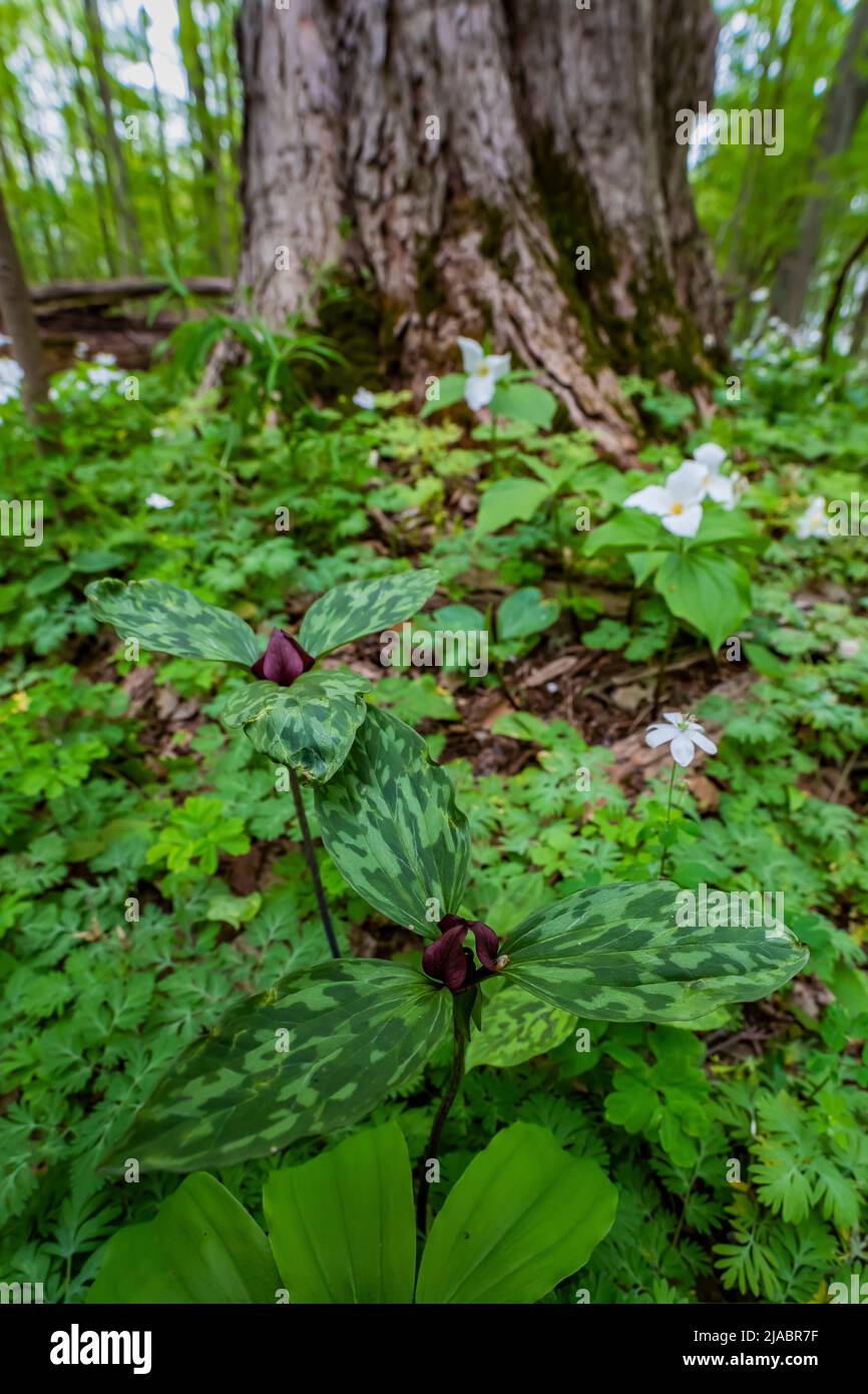 Die Blüte von Trillium, Trillium recurvatum, blüht im Trillium Ravine Preserve, einem Naturschutzgebiet der Michigan Nature Association, USA Stockfoto