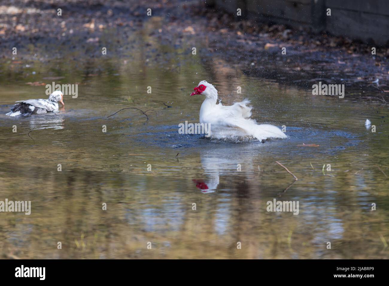 Grosser Entenvogel In Europa Und Asien www.alamy.de