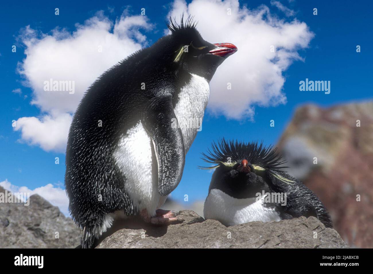 Antarktis; Südgeorgien-Insel; Tierwelt; Vögel; südlicher Steinhopper-Pinguin, Eudytes (Chrysocome) Chrysocome, Stockfoto