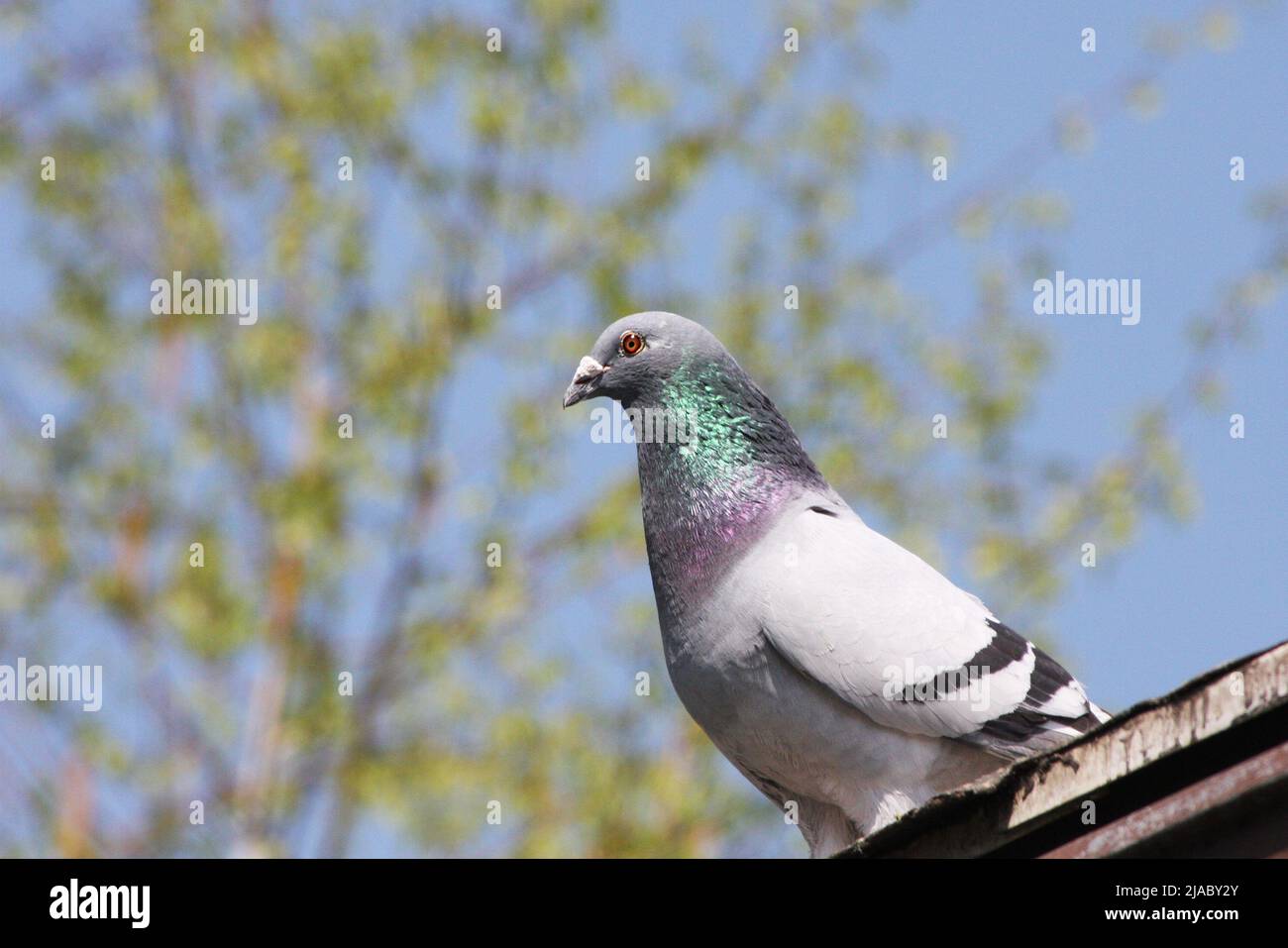 Die Taube sitzt am Rand des Daches. Im Hintergrund ist ein Baum und ein blauer Himmel. Stockfoto