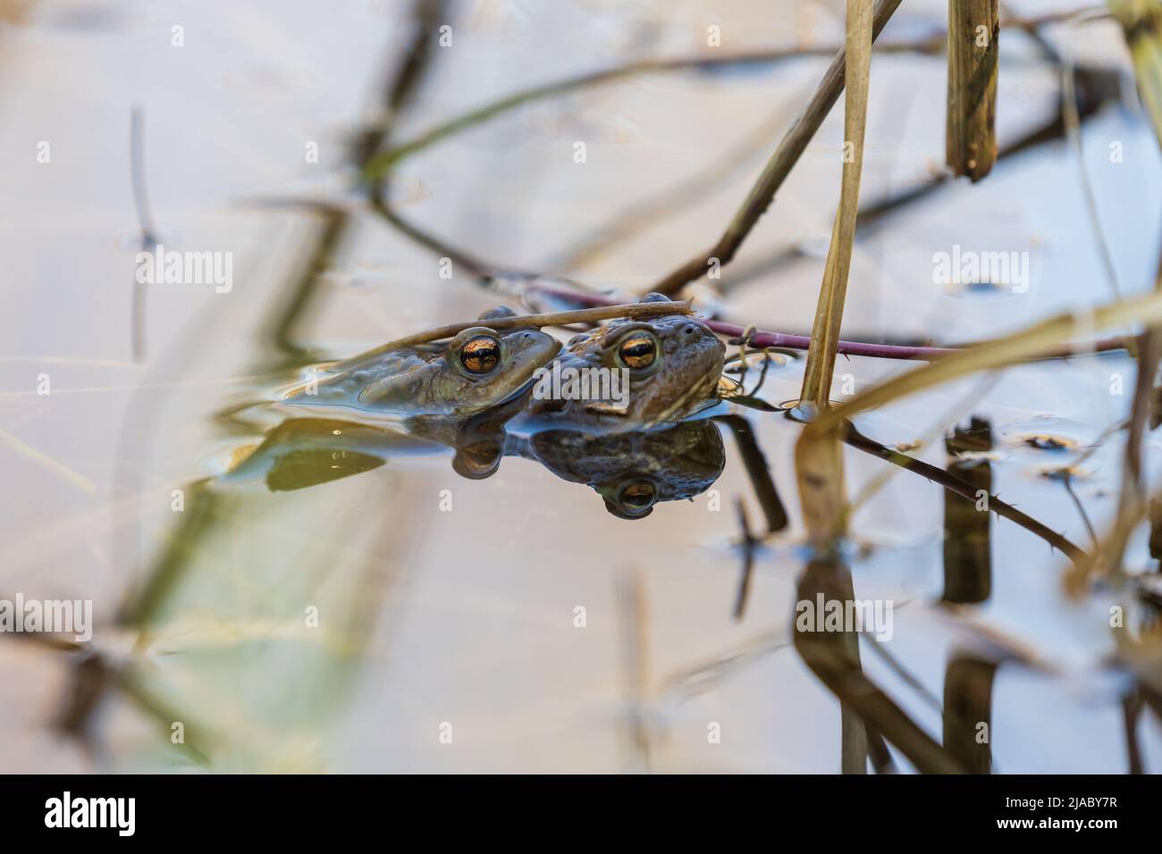 Ein großer grüner Frosch in seinem natürlichen Lebensraum. Amphibien im Wasser. Schöner Krötenfrosch. Stockfoto