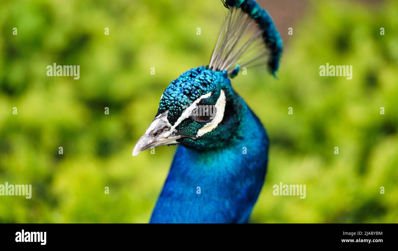 Nahaufnahme des Kopfes eines blauen männlichen Pfaus vor dem Hintergrund von grünen Büschen in einem Zoo oder in einem Naturpark. Makrofoto eines schönen Wildvogels Stockfoto